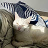 animal, bed, bedding, blue_pillow, cat, closeup, cozy, ears, feline, fur, indoor, pet, pillow, pink_nose, relaxed, resting, striped_bedding, sunlight, whiskers, white_cat