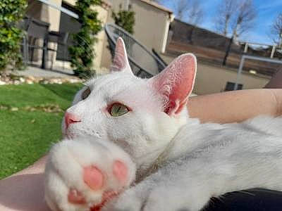 Ulysse a rejoint le concours — aidez-le/la à gagner de superbes lots ! carnivore, cat, collar, domestic_short_haired_cat, fang, fawn, felidae, fur, grass, plant, sky, small_to_medium_sized_cats, snout, terrestrial_animal, tree, whiskers, window