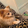 Archie is registered to the contest to win money with this photo: dog, pomeranian, fluffy, indoor, blanket, leopard_print, pet_toy, carpet, wall, chair, paw, furniture, cute, animal, domestic_animal, resting, small_dog, fur, side_view, home