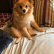 Archie is registered to the contest to win money with this photo: dog, pomeranian, pet, bed, blanket, pillow, indoor, fur, cute, animal, canine, sitting, looking, cozy, home, domestic, mammal, furball, companion, relaxed
