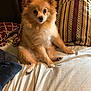 dog, pomeranian, pet, bed, blanket, pillow, indoor, fur, cute, animal, canine, sitting, looking, cozy, home, domestic, mammal, furball, companion, relaxed
