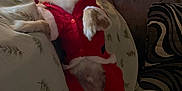 Archie is registered to the contest to win money with this photo: dog, small_dog, costume, santa_outfit, red_clothing, white_fur_trim, couch, cushion, balloon, indoor, pet, fur, animal, celebration, holiday, festive, curtains, toy, plush, relaxed