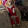 dog, small_dog, costume, santa_outfit, red_clothing, white_fur_trim, couch, cushion, balloon, indoor, pet, fur, animal, celebration, holiday, festive, curtains, toy, plush, relaxed