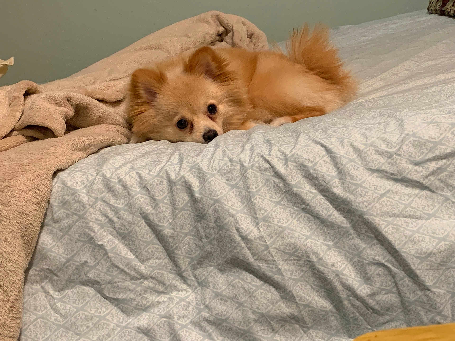 Archie joined the competition — help win amazing prizes! dog, pomeranian, bed, blanket, indoor, pet, fur, cute, sleepy, cozy, animal, resting, small_dog, brown, fluffy, domestic_animal, lying_down, bedroom, soft, calm