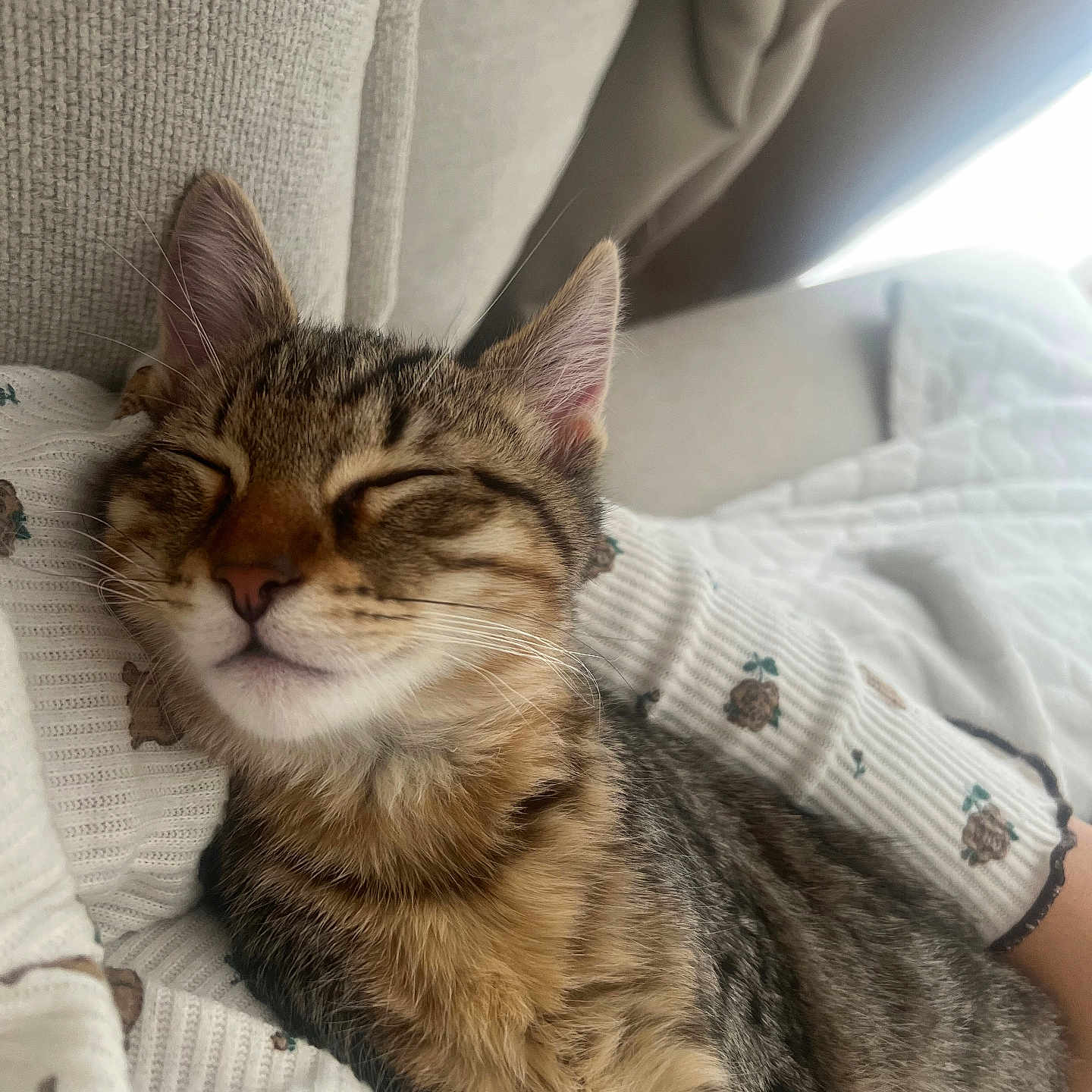 Yuri a rejoint le concours — aidez-le/la à gagner de superbes lots ! arm, cat, closeup, couch, cozy, curtains, ears, feline, fur, home, indoor, patterned_clothing, pet, relaxed, resting, sleeping, soft_light, sweater, tabby_cat, whiskers