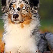 Loulou participe au concours pour gagner de l'argent avec cette photo : dog, australian_shepherd, blue_eyes, fur, autumn_leaves, outdoor, nature, animal, pet, canine, portrait, sitting, closeup, fluffy, white_fur, gray_fur, orange_fur, calm, background_blur, fall