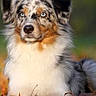 animal, australian_shepherd, autumn_leaves, background_blur, blue_eyes, calm, canine, closeup, dog, fall, fluffy, fur, gray_fur, nature, orange_fur, outdoor, pet, portrait, sitting, white_fur