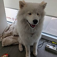 Esmée a rejoint le concours — aidez-le/la à gagner de superbes lots ! blanket, canine, collar, dog, fluffy, fur, happy, home, indoors, leash, open_mouth, pet, portrait, power_strip, sandal, sitting, smiling, white_dog, window, wood_floor