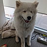 blanket, canine, collar, dog, fluffy, fur, happy, home, indoors, leash, open_mouth, pet, portrait, power_strip, sandal, sitting, smiling, white_dog, window, wood_floor