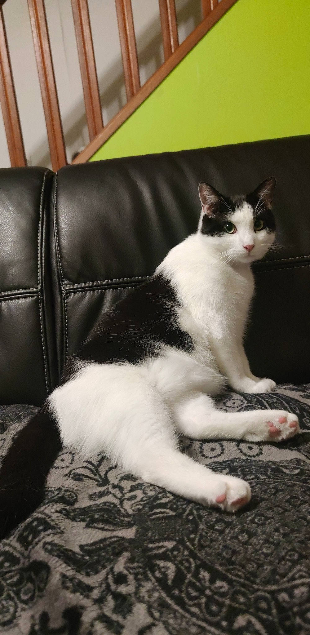 Rio a rejoint le concours — aidez-le/la à gagner de superbes lots ! carnivore, cat, comfort, couch, domestic_short_haired_cat, felidae, foot, fur, human_leg, monochrome_photography, paw, picture_frame, sitting, small_to_medium_sized_cats, snout, studio_couch, tail, whiskers