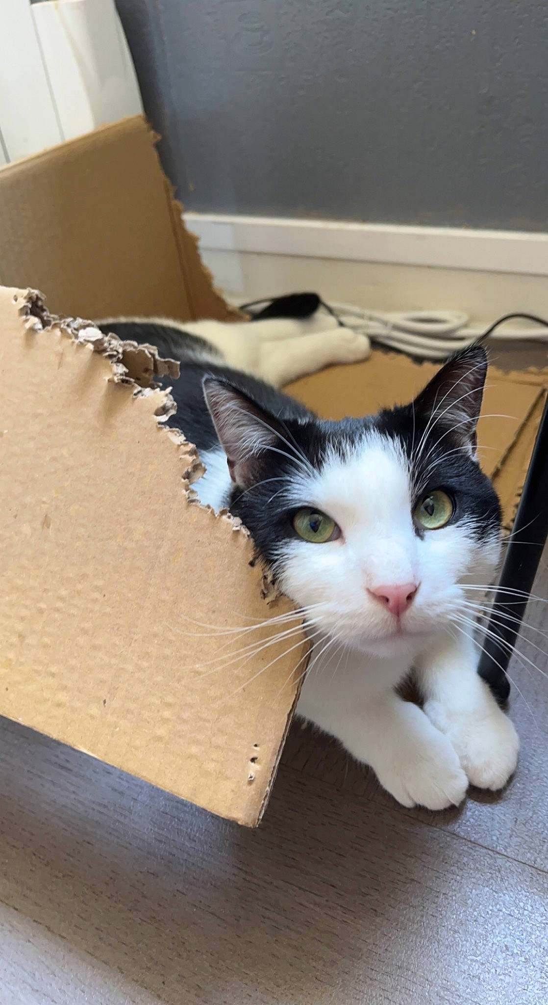 Rio a rejoint le concours — aidez-le/la à gagner de superbes lots ! box, cardboard, carmine, carnivore, cat, claw, domestic_short_haired_cat, felidae, flooring, foot, fur, hardwood, packing_materials, paw, plywood, shipping_box, small_to_medium_sized_cats, tail, whiskers, wood