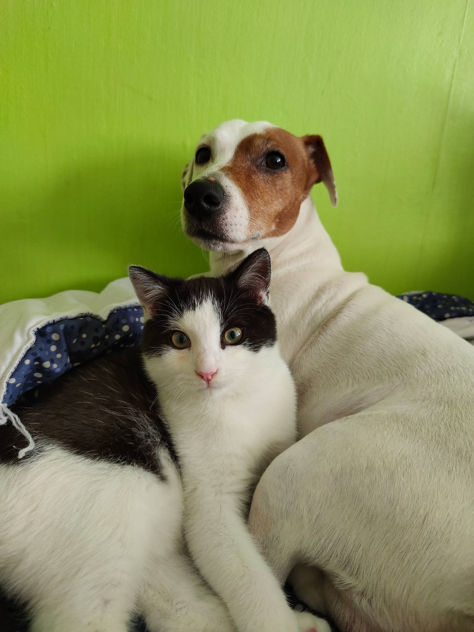 Rio participe au concours pour gagner de l'argent avec cette photo : carnivore, cat, collar, comfort, companion_dog, dog, dog_breed, domestic_short_haired_cat, felidae, fur, linens, paw, pet_supply, small_to_medium_sized_cats, snout, tail, whiskers