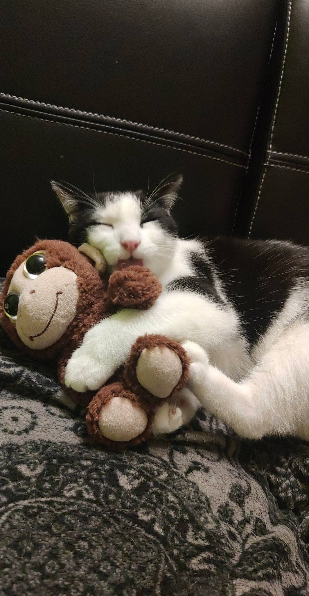 Rio participe au concours pour gagner de l'argent avec cette photo : carnivore, cat, cloud, comfort, domestic_short_haired_cat, eye, fawn, felidae, foot, fur, mammal, paw, small_to_medium_sized_cats, snout, stuffed_toy, tail, toy, vertebrate, whiskers, wood