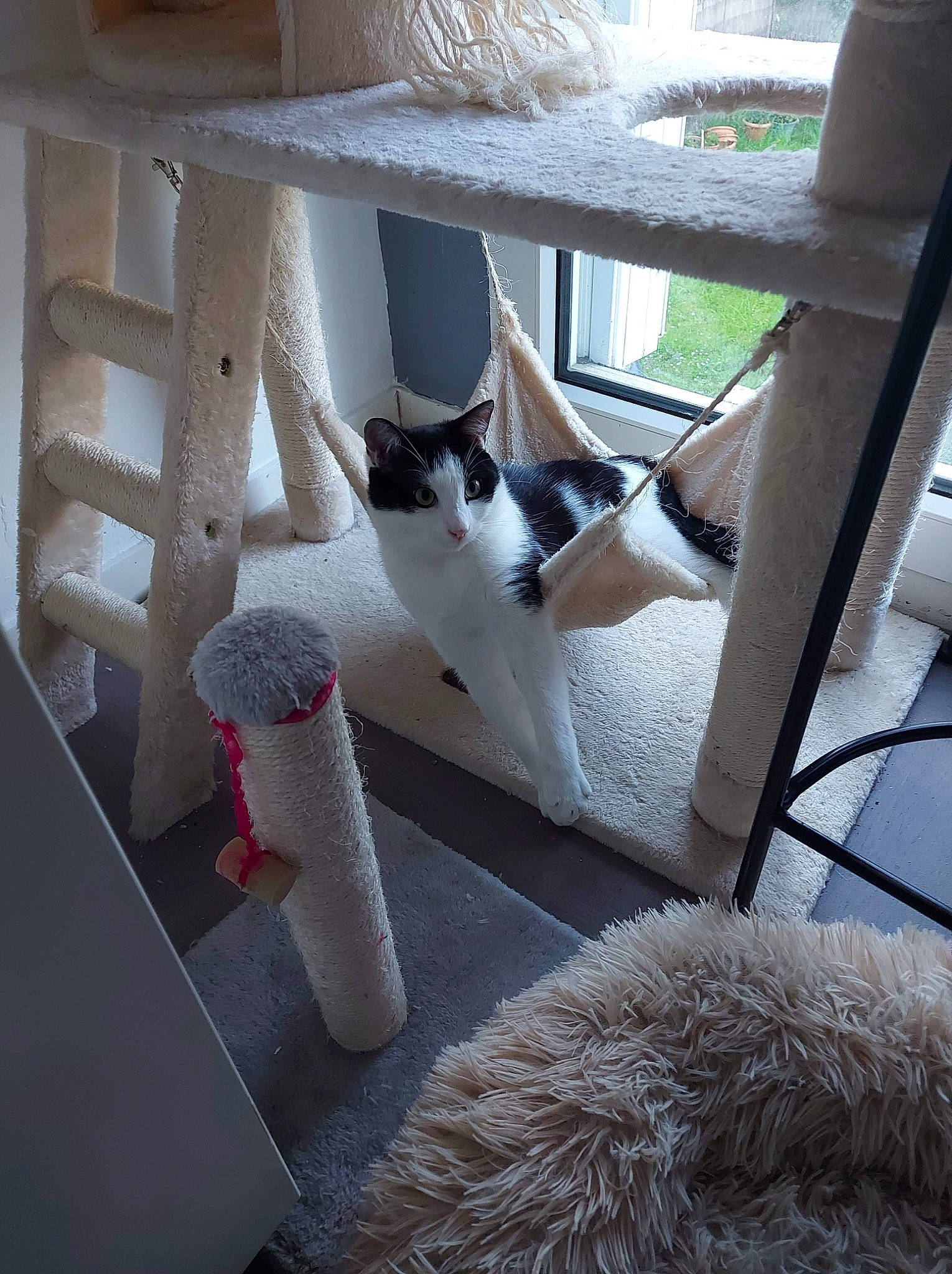 Rio participe au concours pour gagner de l'argent avec cette photo : carnivore, cat, cat_supply, comfort, domestic_short_haired_cat, felidae, flooring, fur, hardwood, household_supply, light, linens, room, shade, shelving, small_to_medium_sized_cats, tail, whiskers, winter, wood