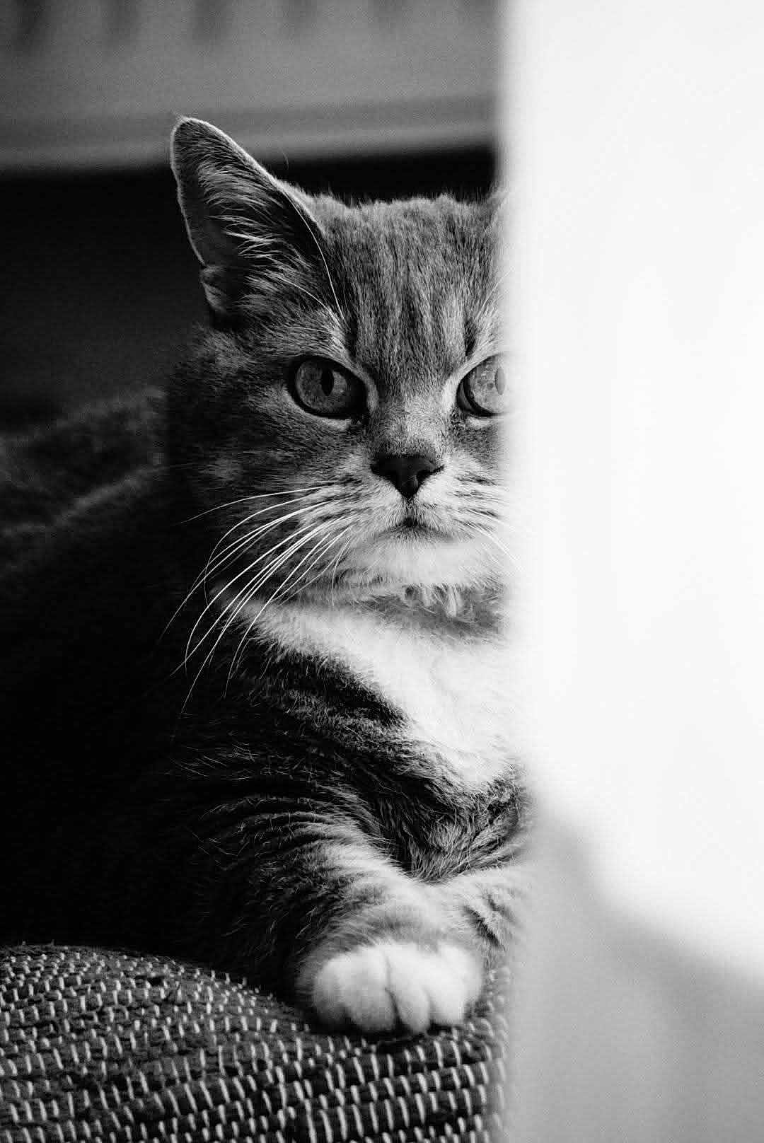 Moon a rejoint le concours — aidez-le/la à gagner de superbes lots ! cat, black_and_white, whiskers, curtain, peeking, feline, close_up, indoor, portrait, mystery, paw, texture, monochrome, animal, domestic_cat, focus, contrast, soft_light, resting, hidden_face
