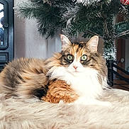 Kroukette participe au concours pour gagner de l'argent avec cette photo : cat, calico_cat, furry, green_eyes, christmas_tree, ornament, red_ornament, frosted_tree, holiday, cozy, fur_rug, indoor, wood_floor, pet, relaxed, animal, cute, domestic_cat, decor, festive