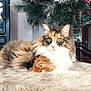 cat, calico_cat, furry, green_eyes, christmas_tree, ornament, red_ornament, frosted_tree, holiday, cozy, fur_rug, indoor, wood_floor, pet, relaxed, animal, cute, domestic_cat, decor, festive