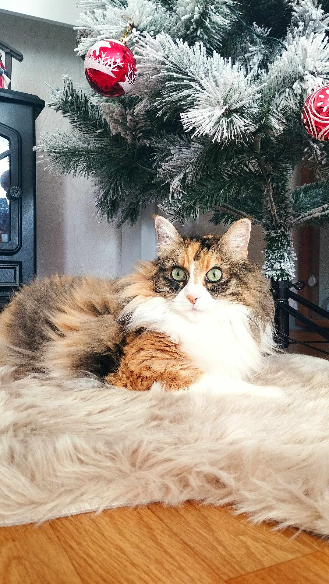 Kroukette participe au concours pour gagner de l'argent avec cette photo : cat, calico_cat, furry, green_eyes, christmas_tree, ornament, red_ornament, frosted_tree, holiday, cozy, fur_rug, indoor, wood_floor, pet, relaxed, animal, cute, domestic_cat, decor, festive