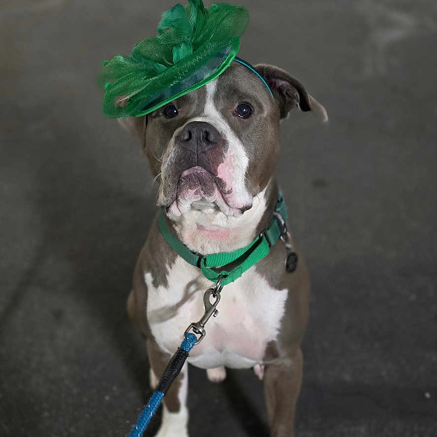 Hank is registered to the contest to win money with this photo: accessories, alloywheel, animal, boxer, bulldog, canine, car, carwheel, dog, frenchbulldog, leash, machine, pet, pitbull, spoke, strap, tire, transportation, vehicle, wheel