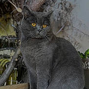 Safir participe au concours pour gagner de l'argent avec cette photo : cat, gray_cat, amber_eyes, animal, pet, feline, whiskers, sitting, wooden_surface, plant, branches, indoor, portrait, fur, cute, domestic_cat, closeup, mammal, relaxed, curious