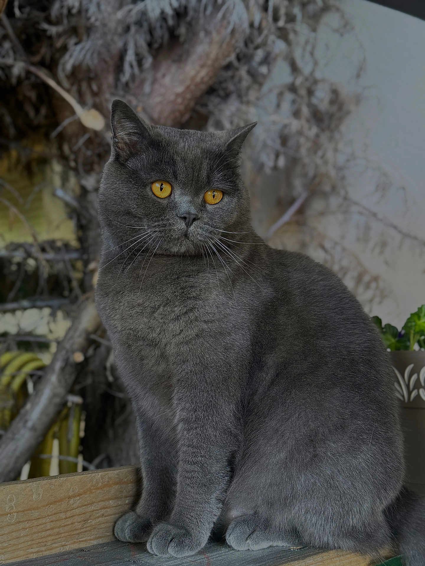 Safir participe au concours pour gagner de l'argent avec cette photo : cat, gray_cat, amber_eyes, animal, pet, feline, whiskers, sitting, wooden_surface, plant, branches, indoor, portrait, fur, cute, domestic_cat, closeup, mammal, relaxed, curious