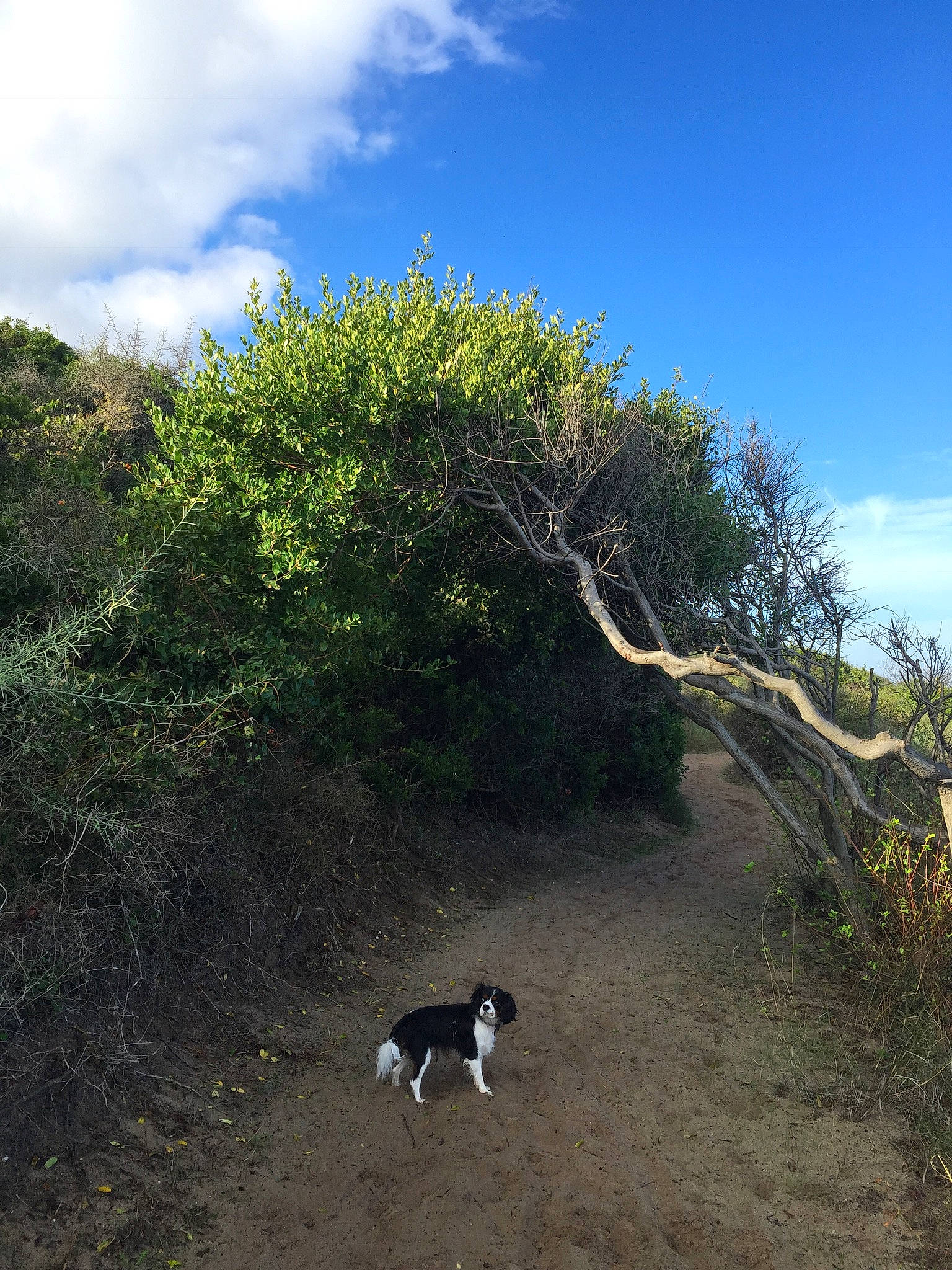 Maddalena a rejoint le concours — aidez-le/la à gagner de superbes lots ! carnivore, cloud, dog, dog_breed, fawn, grass, grassland, hill, landscape, natural_landscape, plant, plant_community, road, shade, shrub, sky, slope, soil, trail, tree