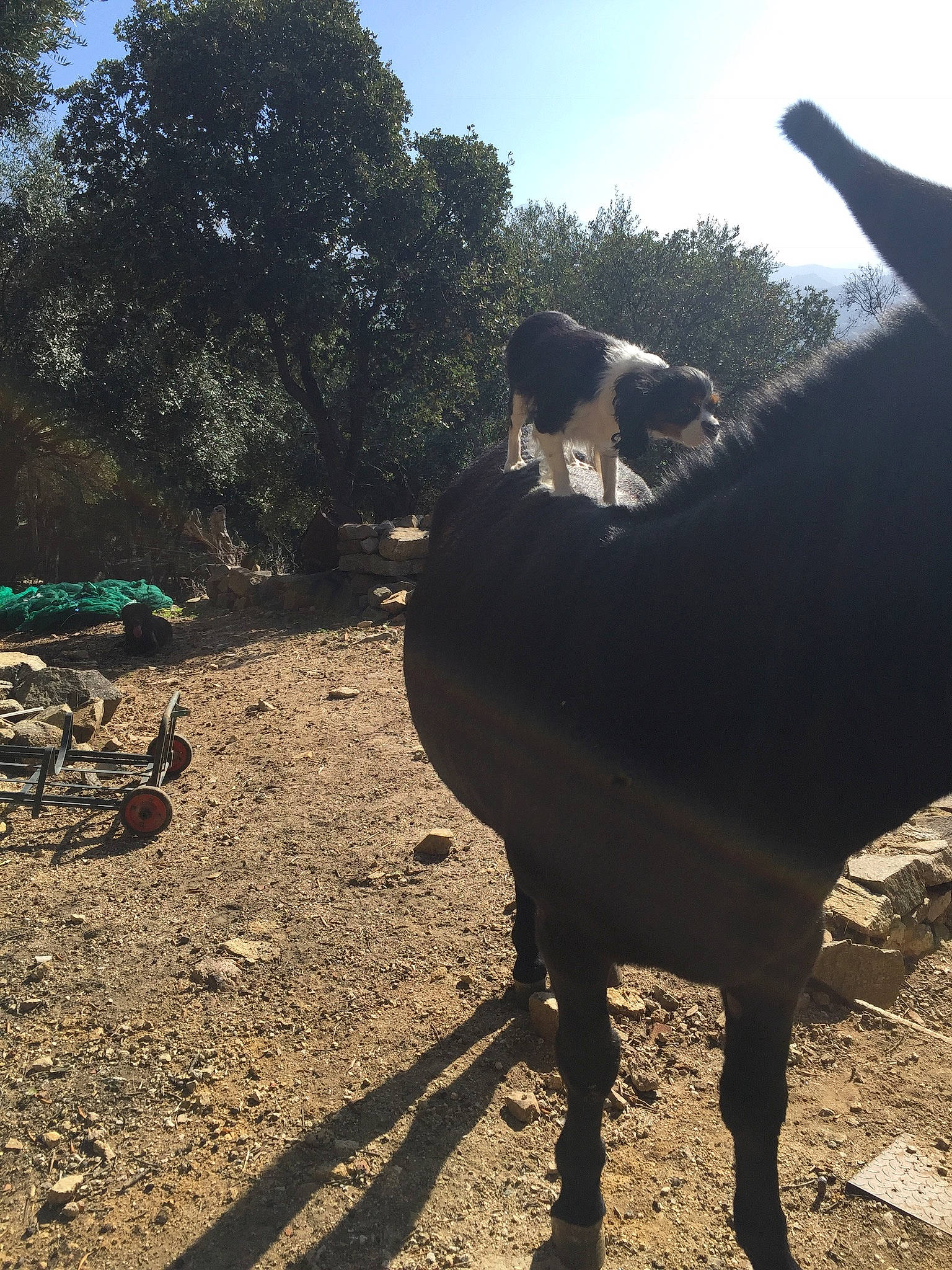 Maddalena a rejoint le concours — aidez-le/la à gagner de superbes lots ! fawn, grass, landscape, leg, leisure, livestock, plant, rock, rural_area, shade, sky, soil, sporting_group, sunlight, tail, terrestrial_animal, tints_and_shades, tree, wildlife, working_animal