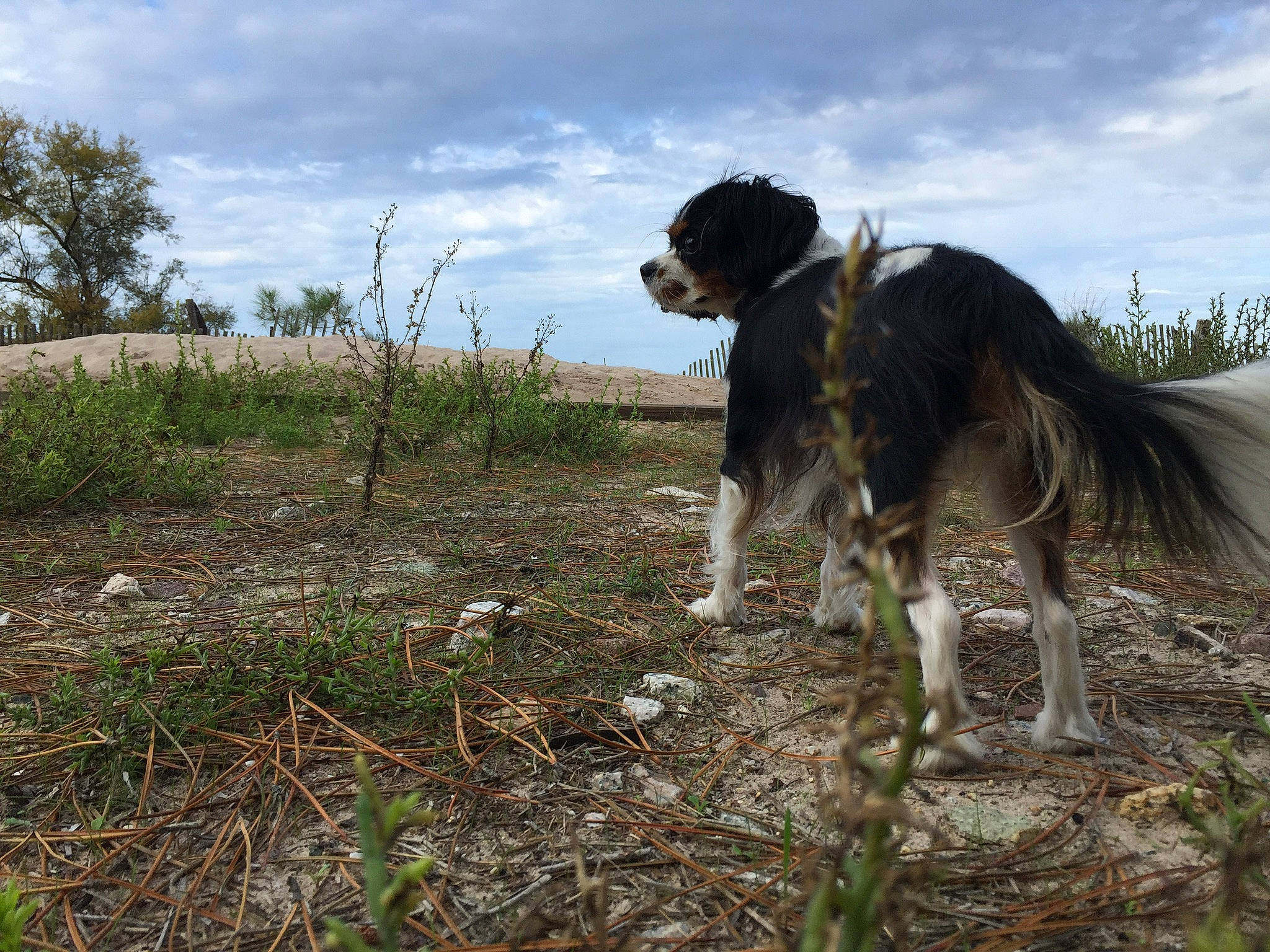 Maddalena a rejoint le concours — aidez-le/la à gagner de superbes lots ! carnivore, cloud, collar, companion_dog, dog, dog_breed, fawn, grass, grassland, landscape, plant, rampur_greyhound, sighthound, sky, soil, sporting_group, tail, terrestrial_animal, tree, working_animal
