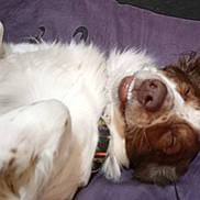 Mocha is registered to the contest to win money with this photo: dog, sleeping, white_fur, brown_fur, pet, cozy, blanket, resting, domestic_animal, close_up, canine, indoor, fur, cute, relaxed, animal, snout, ears, nose, happy