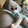 cat, sunglasses, shirt, turquoise, sofa, indoor, pet, animal, portrait, sitting, relaxed, fashion, costume, whiskers, ears, fur, paw, home, furniture, funny