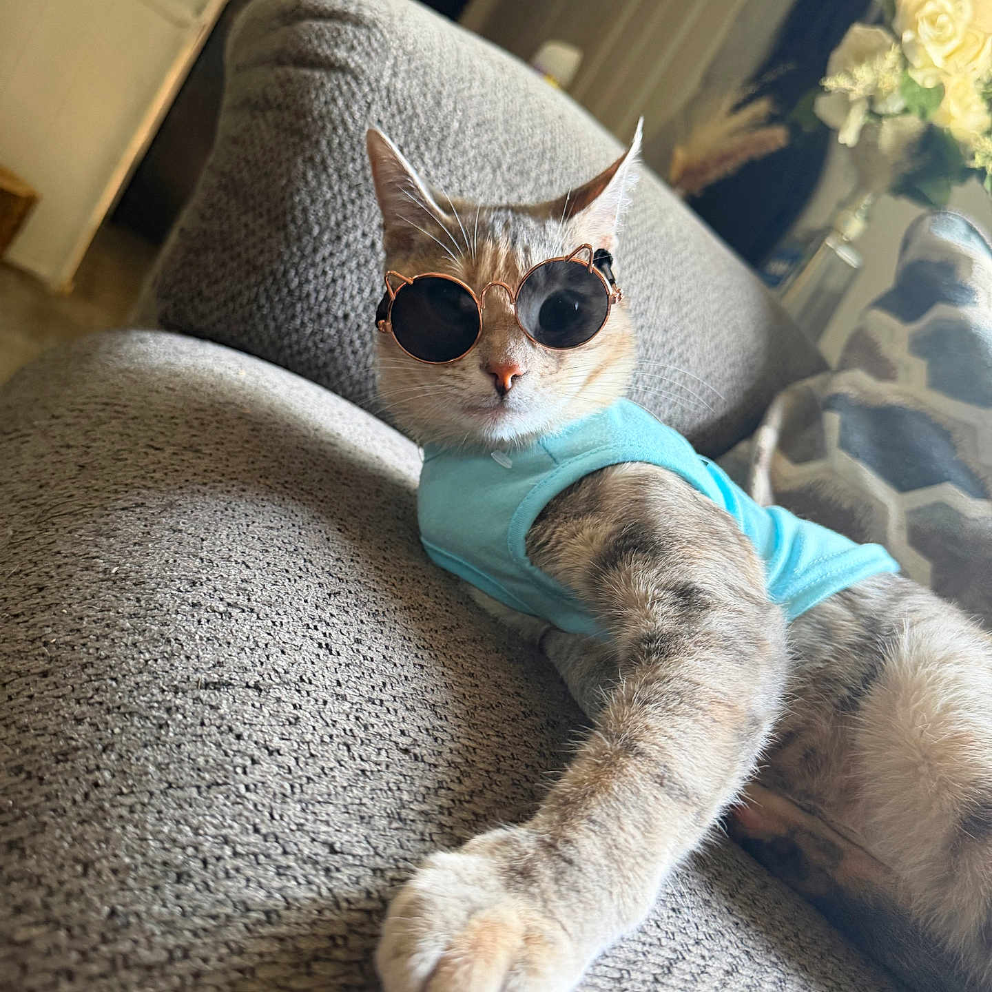 Chloe is registered to the contest to win money with this photo: cat, sunglasses, shirt, turquoise, sofa, indoor, pet, animal, portrait, sitting, relaxed, fashion, costume, whiskers, ears, fur, paw, home, furniture, funny