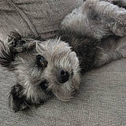 Boy is registered to the contest to win money with this photo: dog, pet, cute, fluffy, lying_down, couch, indoor, fur, relaxed, animal, closeup, portrait, home, friendly, companion, sleepy, canine, soft, resting, adorable