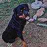 Raja a rejoint le concours — aidez-le/la à gagner de superbes lots ! dog, rottweiler, pet, canine, sitting, tongue_out, happy, outdoor, yard, grass, rocks, backyard, toy, leash, umbrella, bottle, portrait, black_and_brown, animal, photograph