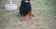Raja participe au concours pour gagner de l'argent avec cette photo : dog, rottweiler, pet, sitting, happy, panting, tongue, black_and_tan, outdoor, yard, grass, dirt, vehicle, van, umbrella, plastic_container, red_object, portrait, text_overlay, heart