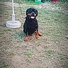 dog, rottweiler, pet, sitting, happy, panting, tongue, black_and_tan, outdoor, yard, grass, dirt, vehicle, van, umbrella, plastic_container, red_object, portrait, text_overlay, heart