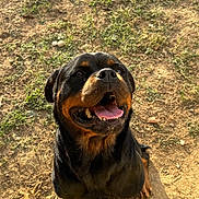 Raja a rejoint le concours — aidez-le/la à gagner de superbes lots ! rottweiler, dog, canine, pet, sitting, happy, smiling, open_mouth, tongue, black_and_brown, short_fur, large_dog, outdoor, dirt, grass, ground, portrait, animal_photography, phone_screenshot, black_border