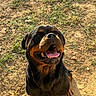 rottweiler, dog, canine, pet, sitting, happy, smiling, open_mouth, tongue, black_and_brown, short_fur, large_dog, outdoor, dirt, grass, ground, portrait, animal_photography, phone_screenshot, black_border