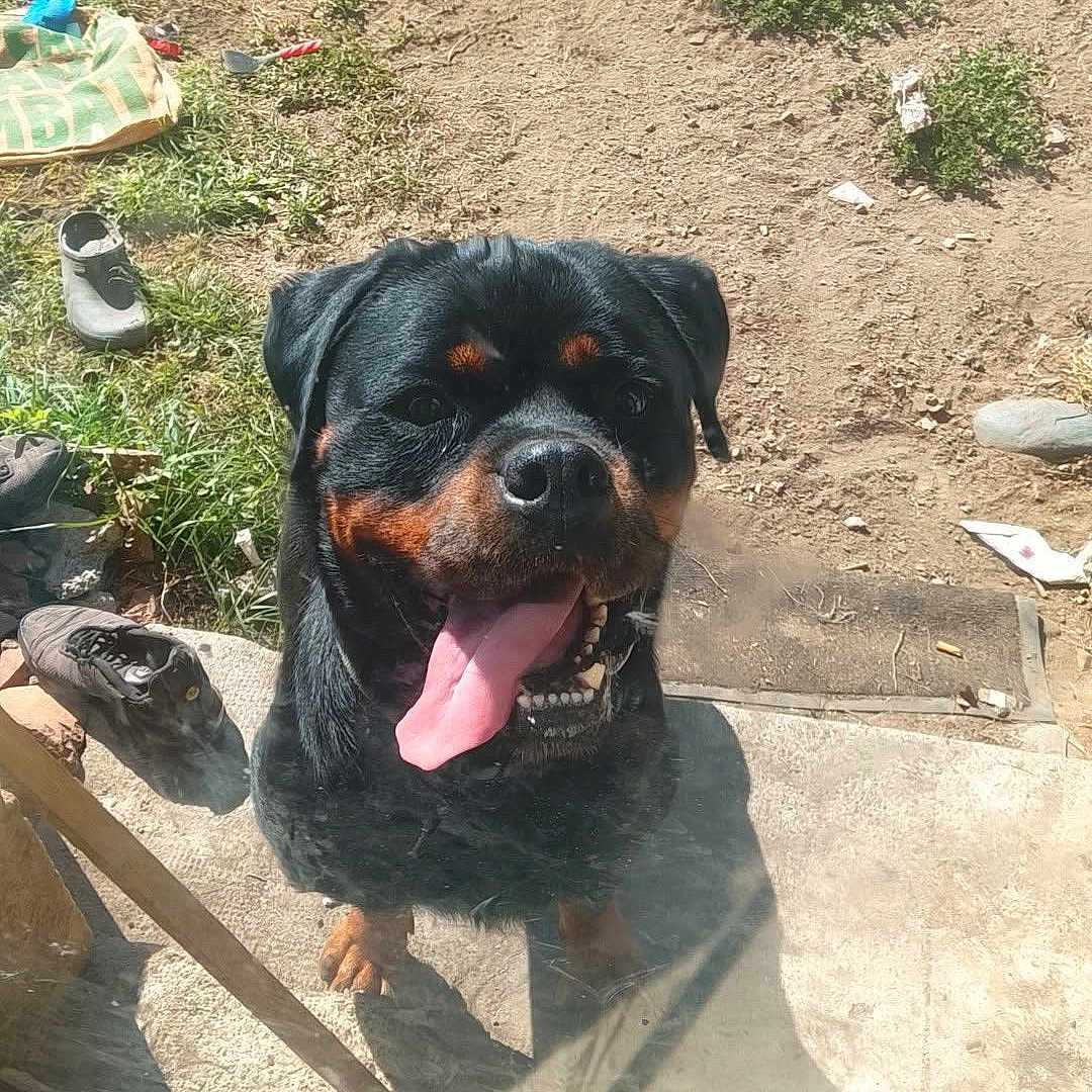 Raja