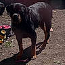 Raja participe au concours pour gagner de l'argent avec cette photo : dog, rottweiler, black_and_tan, standing, outdoor, sunlight, parked_car, vehicle, pavement, grass, shadow, toy, pet, guard_dog, large_dog, short_hair, collar, front_view, animal_portrait, daylight