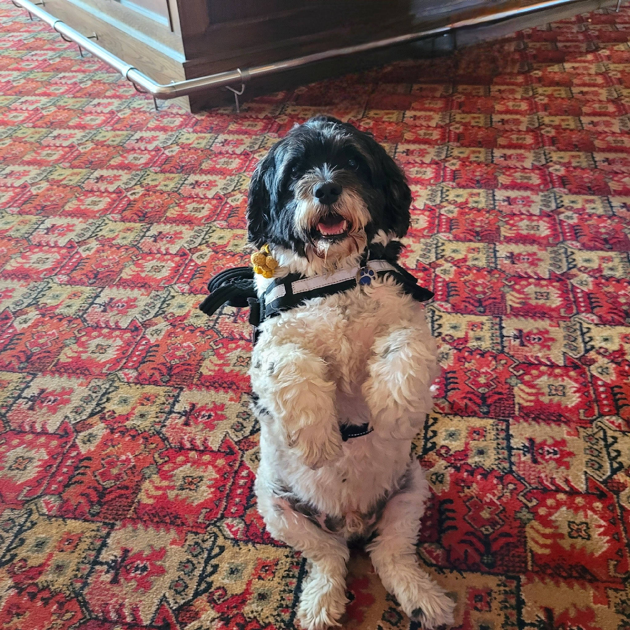 Norman is registered to the contest to win money with this photo: canidae, carnivore, carpet, companion_dog, dog, dog_breed, dog_collar, fawn, flooring, fur, gun_dog, liver, pattern, poodle, snout, sporting_group, tail, toy_dog, water_dog, working_animal