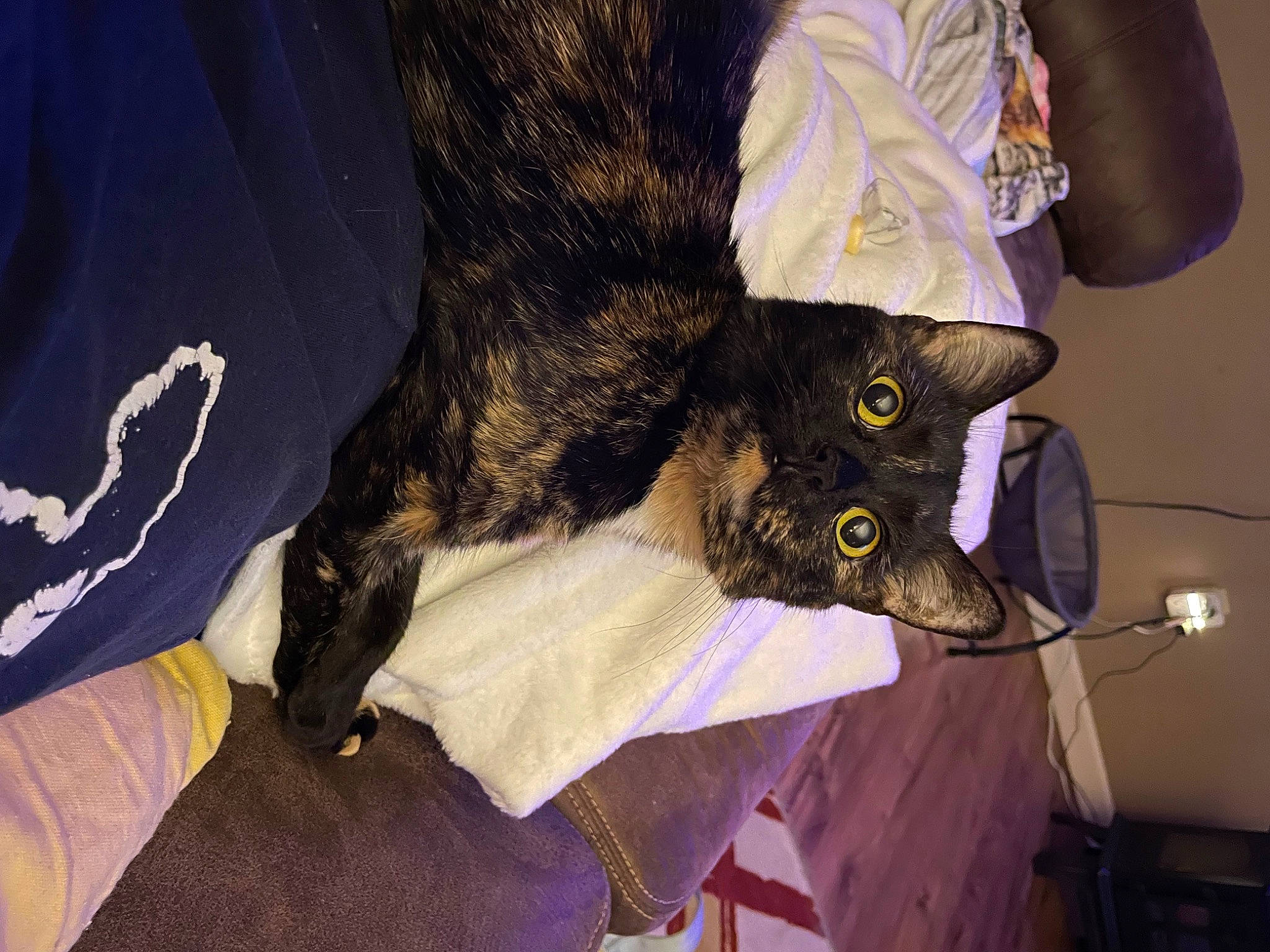 Kira is registered to the contest to win money with this photo: black_cat, carnivore, cat, claw, comfort, dog_breed, domestic_short_haired_cat, ear, felidae, fur, gesture, human_leg, lap, plant, sleeve, small_to_medium_sized_cats, tail, thigh, tree, whiskers