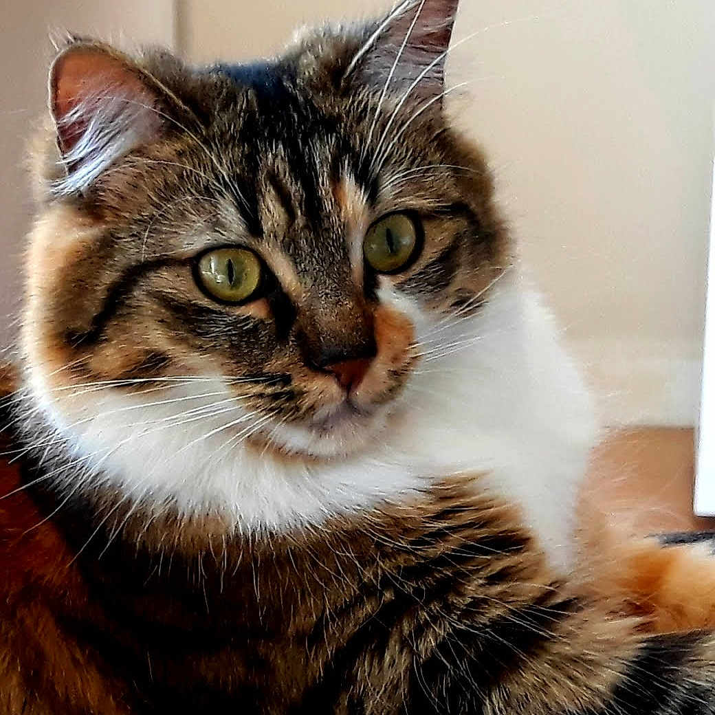 Maya a rejoint le concours — aidez-le/la à gagner de superbes lots ! animal, background_blur, cat, close_up, curious, domestic, ears, face, feline, fluffy, fur, green_eyes, indoor, mammal, pet, portrait, sitting, soft_light, tabby, whiskers