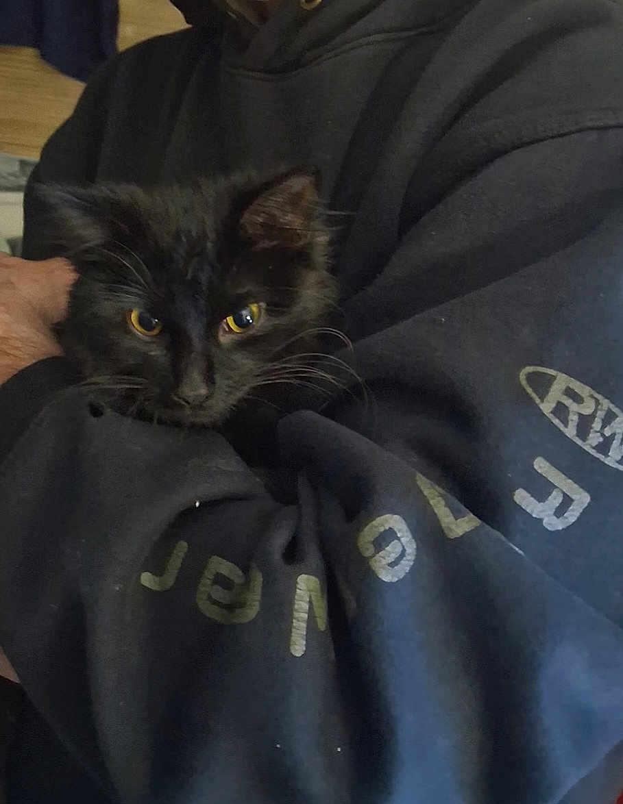 Shadow Pretty Smith is registered to the contest to win money with this photo: black_cat, kitten, yellow_eyes, person, arm, hoodie, clothing, indoor, cute, pet, animal, feline, comfort, cuddle, close_up, fur, whiskers, resting, warm, casual