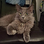 Smokie is registered to the contest to win money with this photo: animal, cat, cozy, domestic_cat, ear, fluffy, fur, furniture, gray_cat, home, household, indoor, leather_surface, paw, pet, portrait, relaxed, sitting, whiskers, yellow_eyes