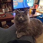 Smokie joined the competition — help win amazing prizes! cat, clutter, cozy, cup, curious, fluffy, furniture, gray_cat, home, indoor, lamp, lap, living_room, person, pet, phone, relaxed, sitting, table, television