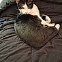 Kane is registered to the contest to win money with this photo: animal, bed, black_and_white, blanket, cat, cozy, curious, cute, domestic, feline, fur, home, indoor, paw, pet, relaxed, resting, sleepy, tail, whiskers