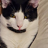 Kane joined the competition — help win amazing prizes! animal, black_and_white, cat, close_up, cute, ears, expression, eyes, face, feline, fur, indoor, looking, mustache_marking, nose, pet, pink_nose, portrait, resting, whiskers