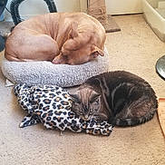 Saddie joined the competition — help win amazing prizes! animal, blanket, canine, carpet, cat, companion, cozy, cute, dog, domestic, feline, fur, indoor, leopard_print, litter_box, pet_bed, quiet, resting, scratching_post, sleeping