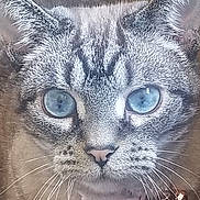 Chacha joined the competition — help win amazing prizes! animal, bell, blue_eyes, cat, close_up, collar, domestic_cat, ears, face, feline, fur, indoor, looking, muzzle, nose, pet, portrait, tabby, tag, whiskers