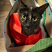 Luna Baby is registered to the contest to win money with this photo: cat, black_cat, yellow_eyes, paper_bag, tissue_paper, indoor, curious, pet, animal, feline, close_up, cozy, looking_up, floor, colorful, domestic_cat, cute, whiskers, ears, face